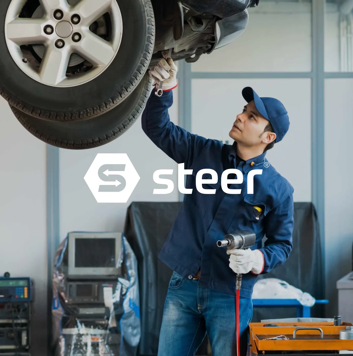 Steer